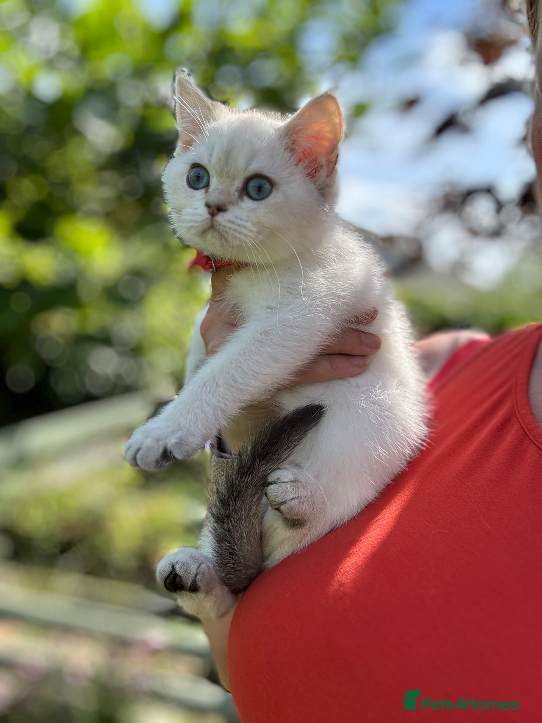 British Shorthair cats for sale: Colourpoints BSH active & non-active available - Image 31