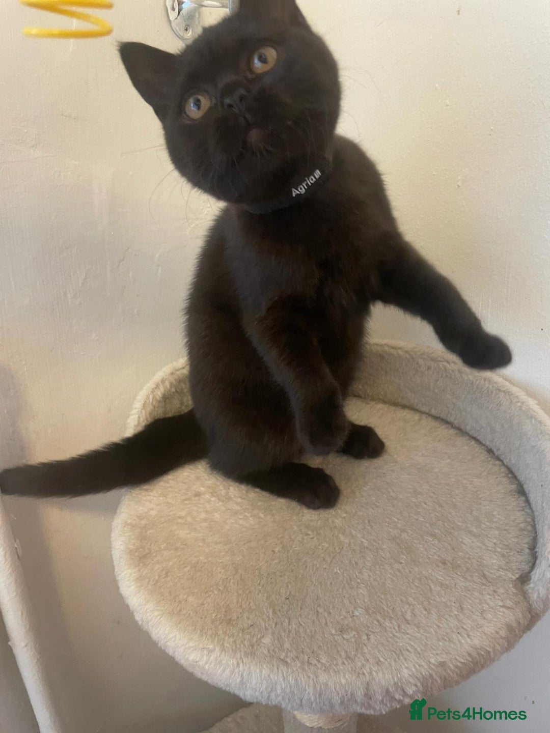 British Shorthair cats for sale: GCCF Black British Shorthair Kittens - Advert 2