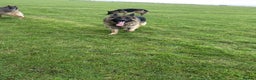 German Shepherd dogs for stud: Health and Generic tested KCReg GSD stud - Advert 5