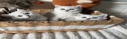 British Shorthair cats for sale: Exceptional Pedigree Silver British shorthairs 🩶 - Advert 11