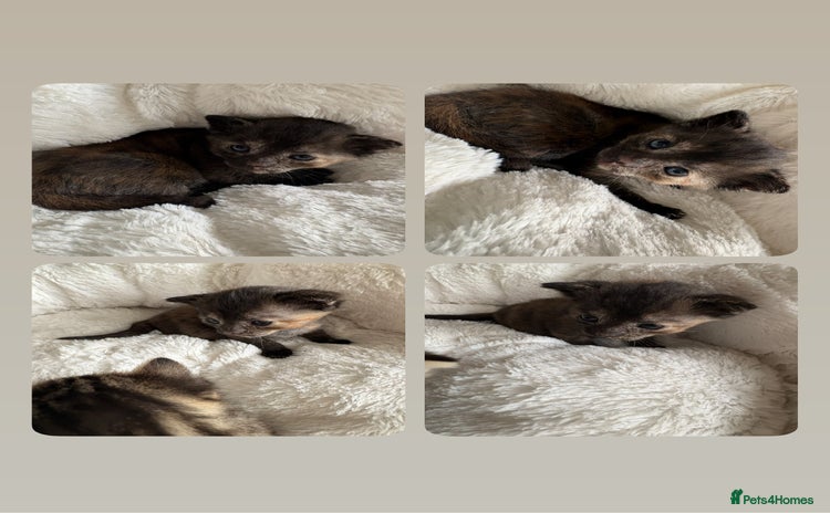 Domestic Shorthair cats - Advert 1