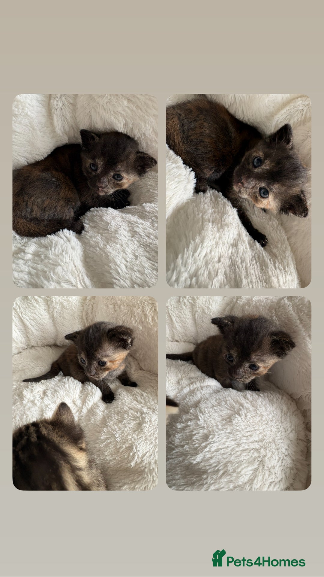 Domestic Shorthair cats for sale: 🐾 Kitten Ready for Forever Home 🐾 - Image 1
