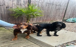 Cocker Spaniel dogs for stud: FOR STUD in Bishop's Stortford - Image 8