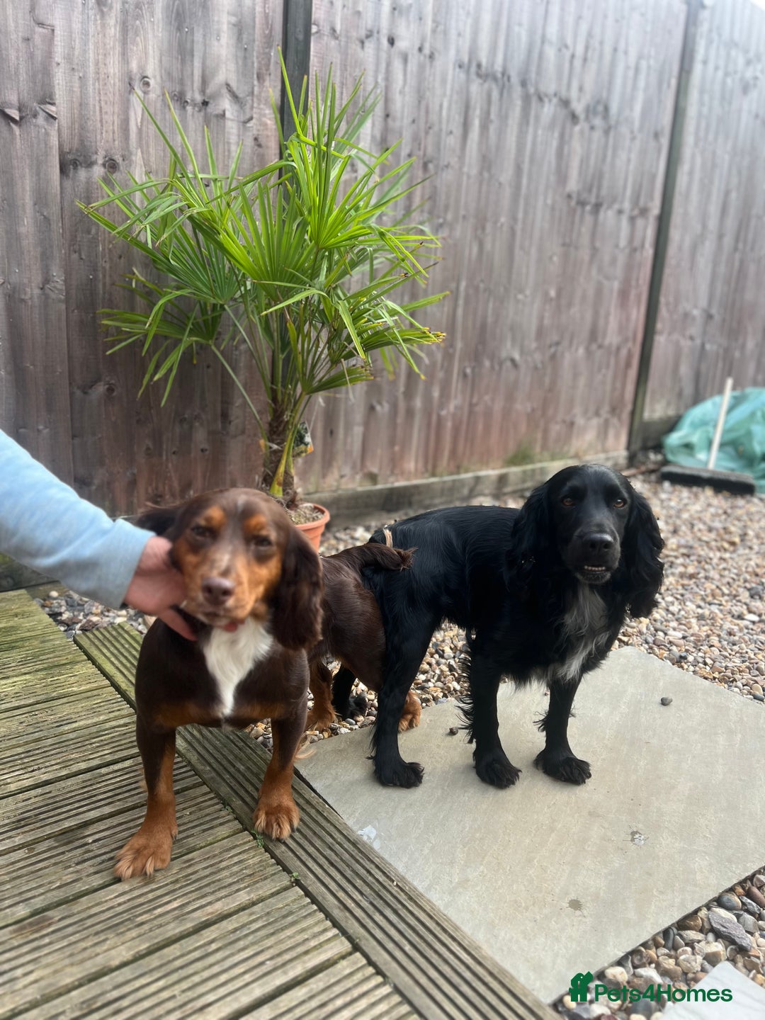 Cocker Spaniel dogs for stud: FOR STUD in Bishop's Stortford - Image 8