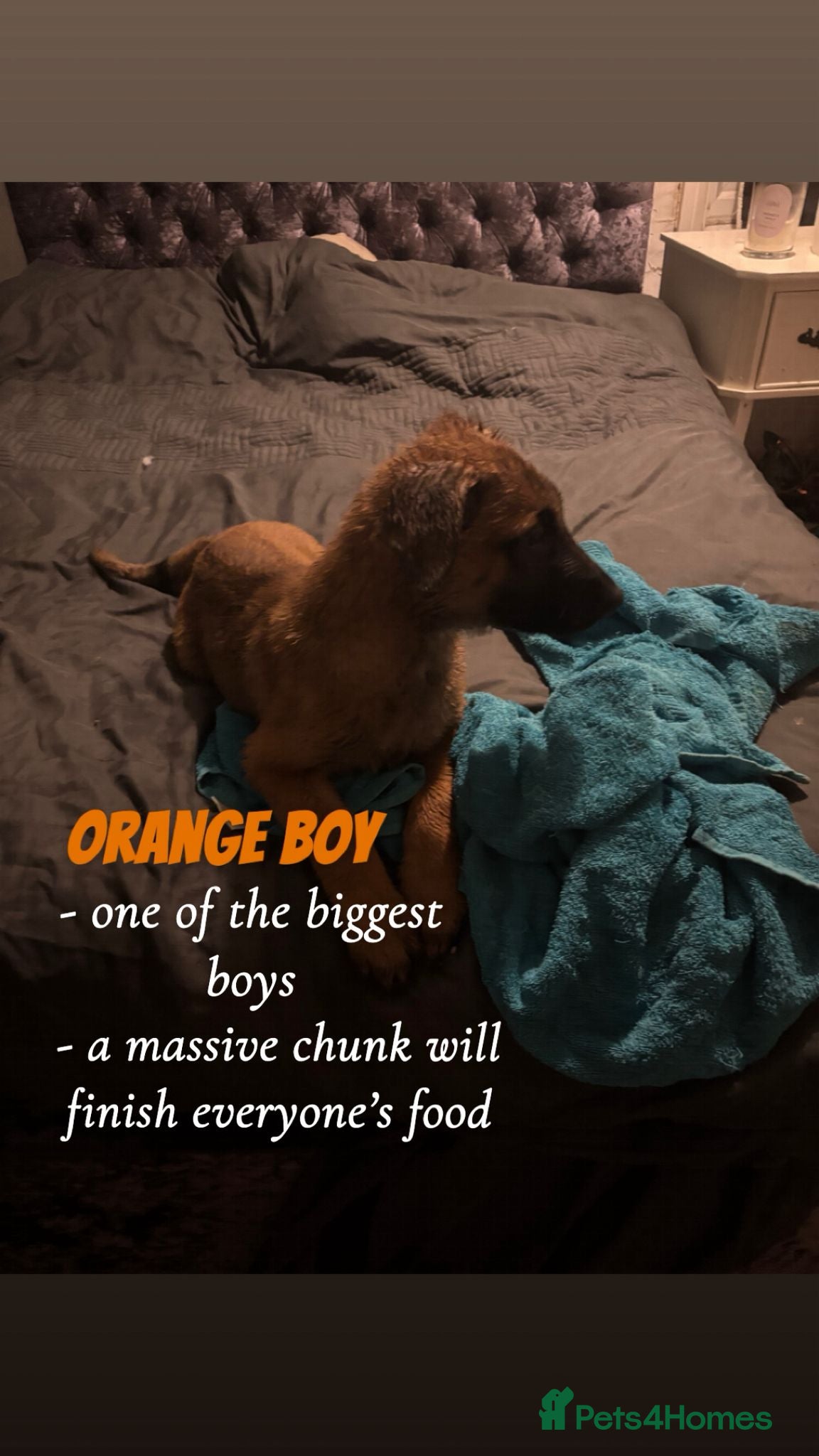 Mixed Breed dogs Beautiful german shepherd cross belgium malis pups - Advert 3