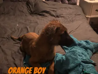 Mixed Breed dogs Beautiful german shepherd cross belgium malis pups - Advert 3