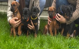Dobermann dogs for sale: F1b Working dobermanns  - Image 6