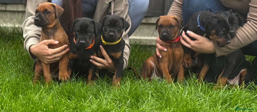 Dobermann dogs for sale: F1b Working dobermanns  - Image 6