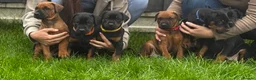 Dobermann dogs for sale: 6 month old Dobermann hybrid  - Advert 20