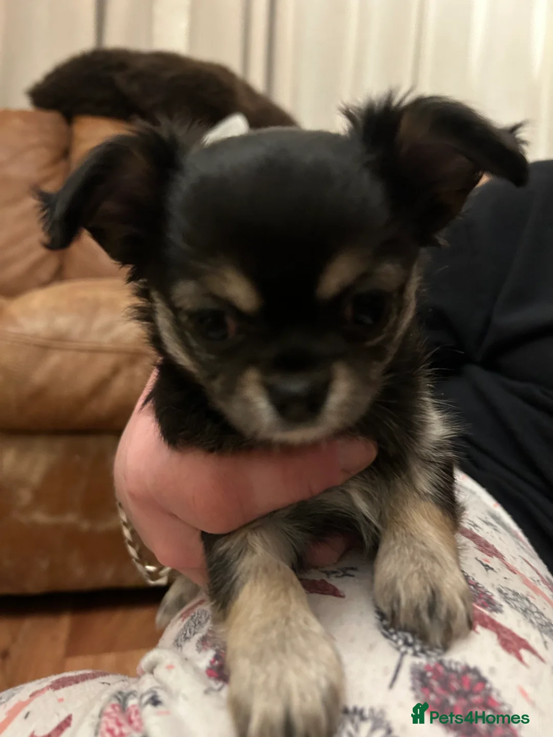 Chihuahua dogs for sale: Black and Tan girl - Advert 9