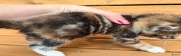 Mixed Breed cats for sale: Friendly farm kittens 2b 1g  - Advert 3