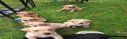 Labrador Retriever dogs for sale: READY TO GO. 2 AVAILABLE. Labrador Pups. KCreg. - Advert 15