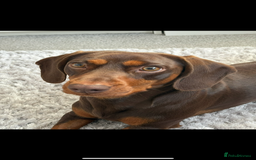 Mixed Breed dogs for stud: Meet Wilbur – Our 1/1 Cocker Spaniel x Dachshund - Image 8
