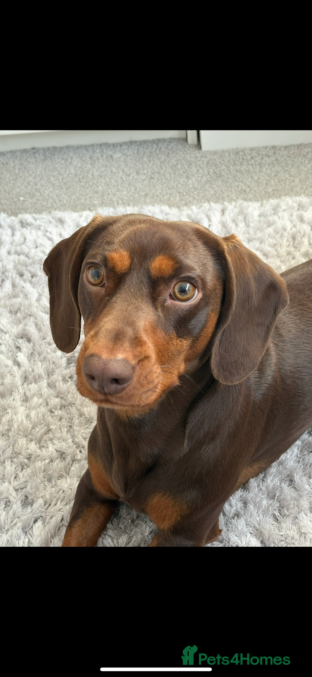 Mixed Breed dogs for stud: Meet Wilbur – Our 1/1 Cocker Spaniel x Dachshund - Image 8