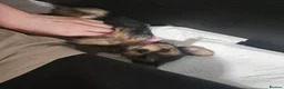 Mixed Breed dogs for sale: 4 gorgeous yorkshire terrier x mini yorkie pups - Advert 16