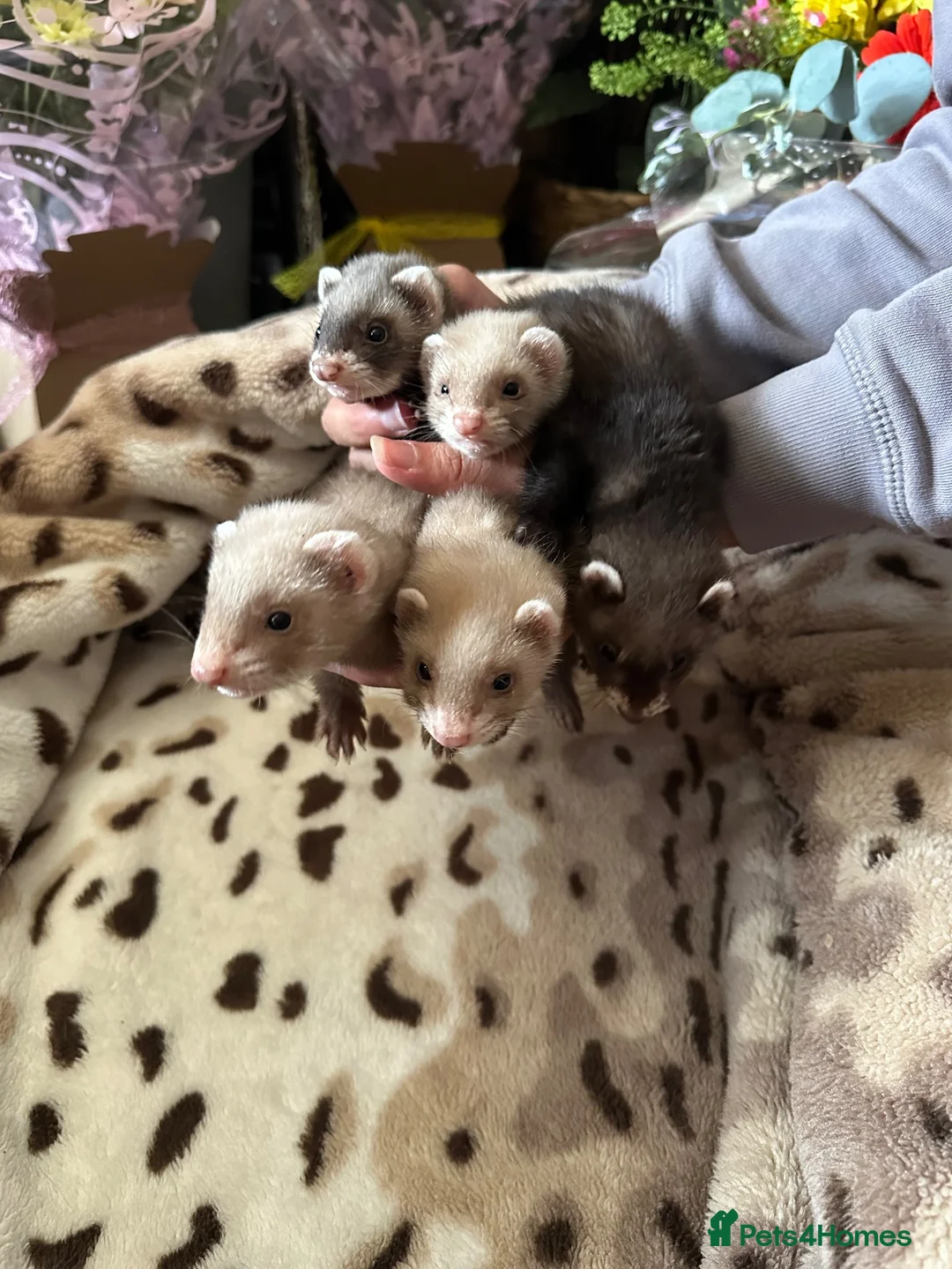 Ferret rodents for sale: Beautiful micro ferrets  - Advert 1
