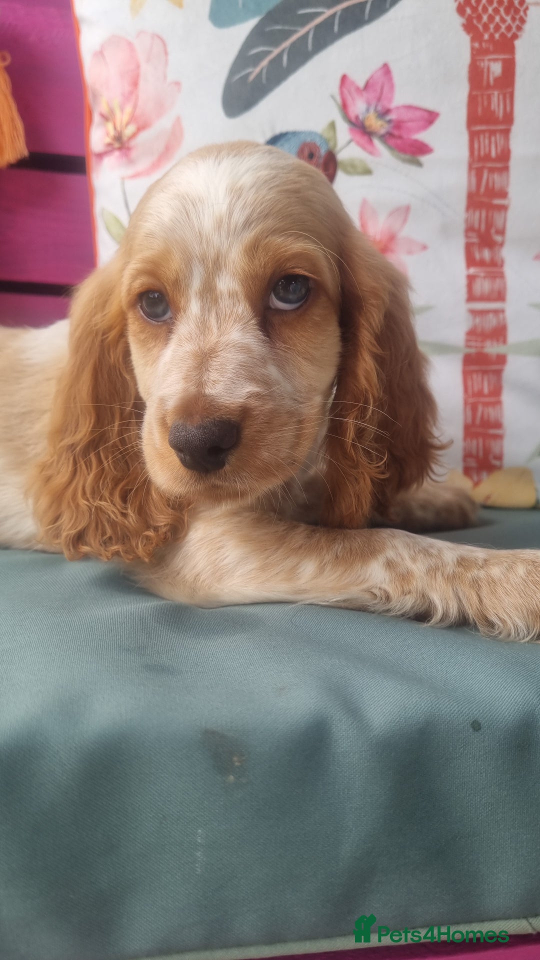 Cocker Spaniel dogs for sale: 🐶PRA FA HEALTH TESTED Show Cocker Spaniels Ready - Image 23