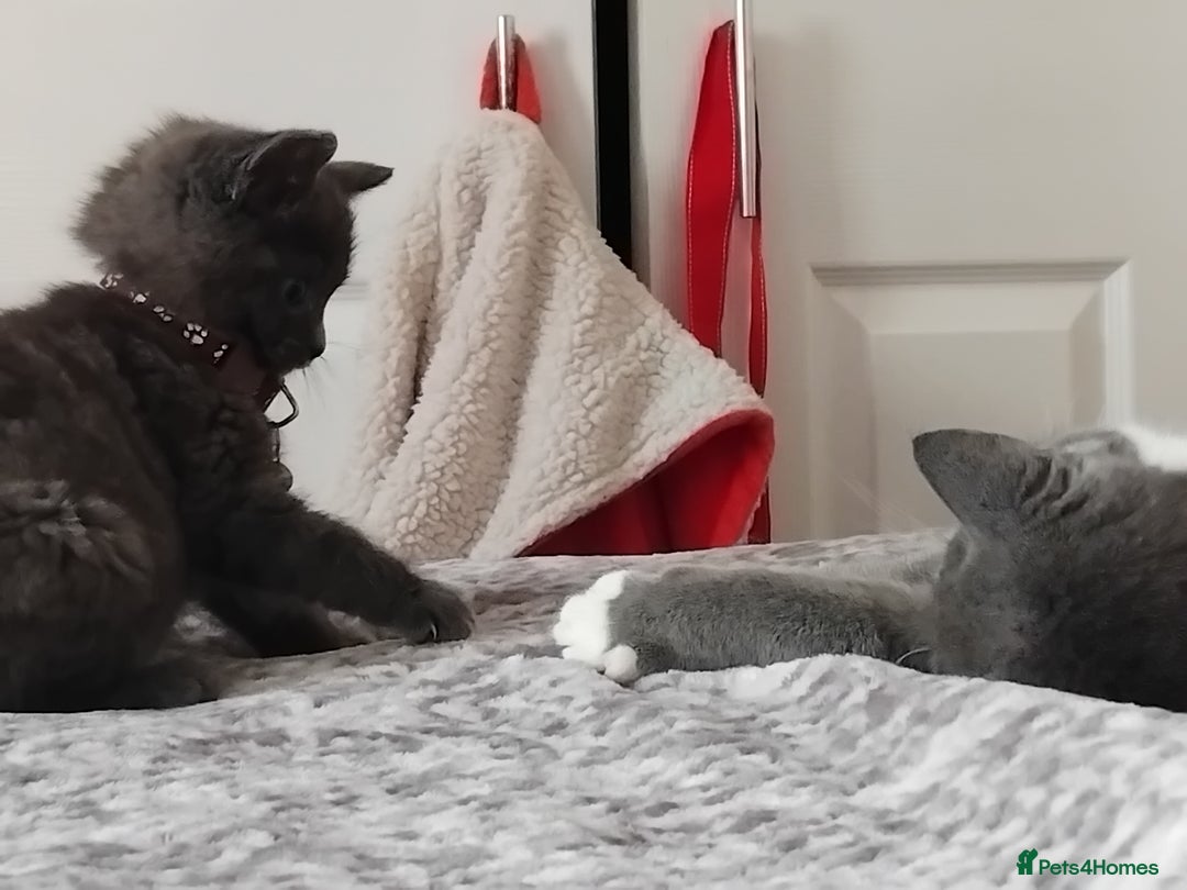 British Shorthair cats for sale: Fluffy male BSH kitten available - Advert 4