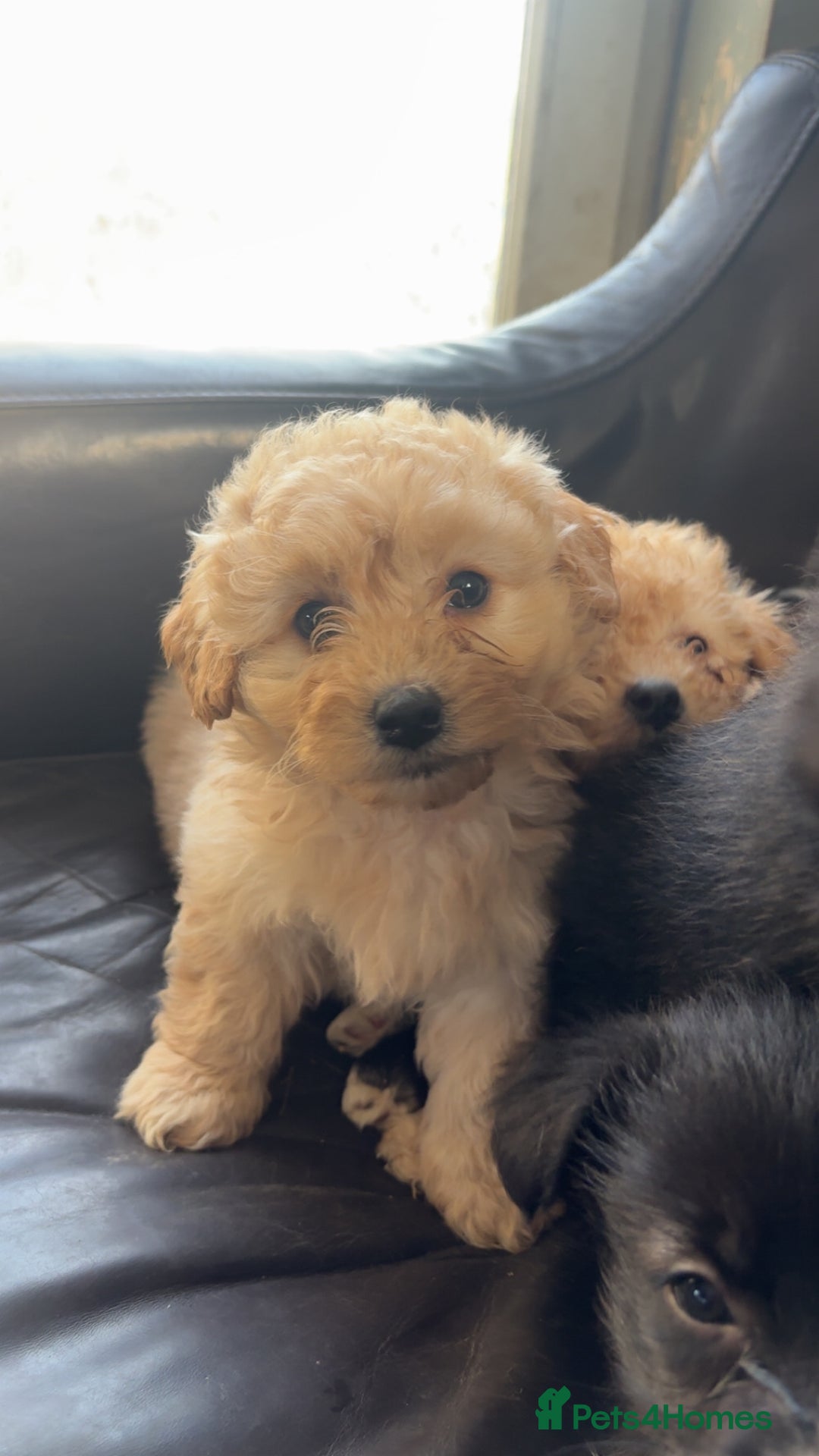 Mixed Breed dogs for sale: Cute Corgipoo s in need of home !! - Advert 5