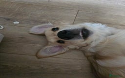 Golden Retriever dogs for sale: 1 Male Golden Retriever Puppy - Image 3
