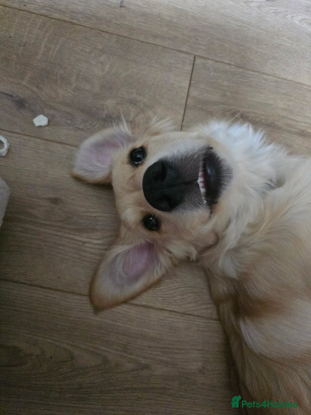 Golden Retriever dogs for sale: 1 Male Golden Retriever Puppy - Image 3