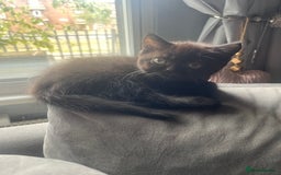 Persian cats for sale: Persians 🌸  - Image 8