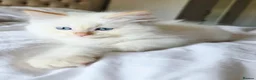 Ragdoll cats for sale: Gorgeous Fluffy Ragdoll Kittens in Birmingham - Advert 15