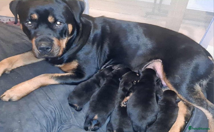Rottweiler dogs - Advert 1