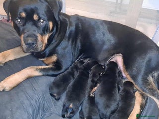 Rottweiler dogs - Advert 2