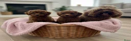 Miniature Poodle dogs for sale: Curly Teddy Bears - Advert 2