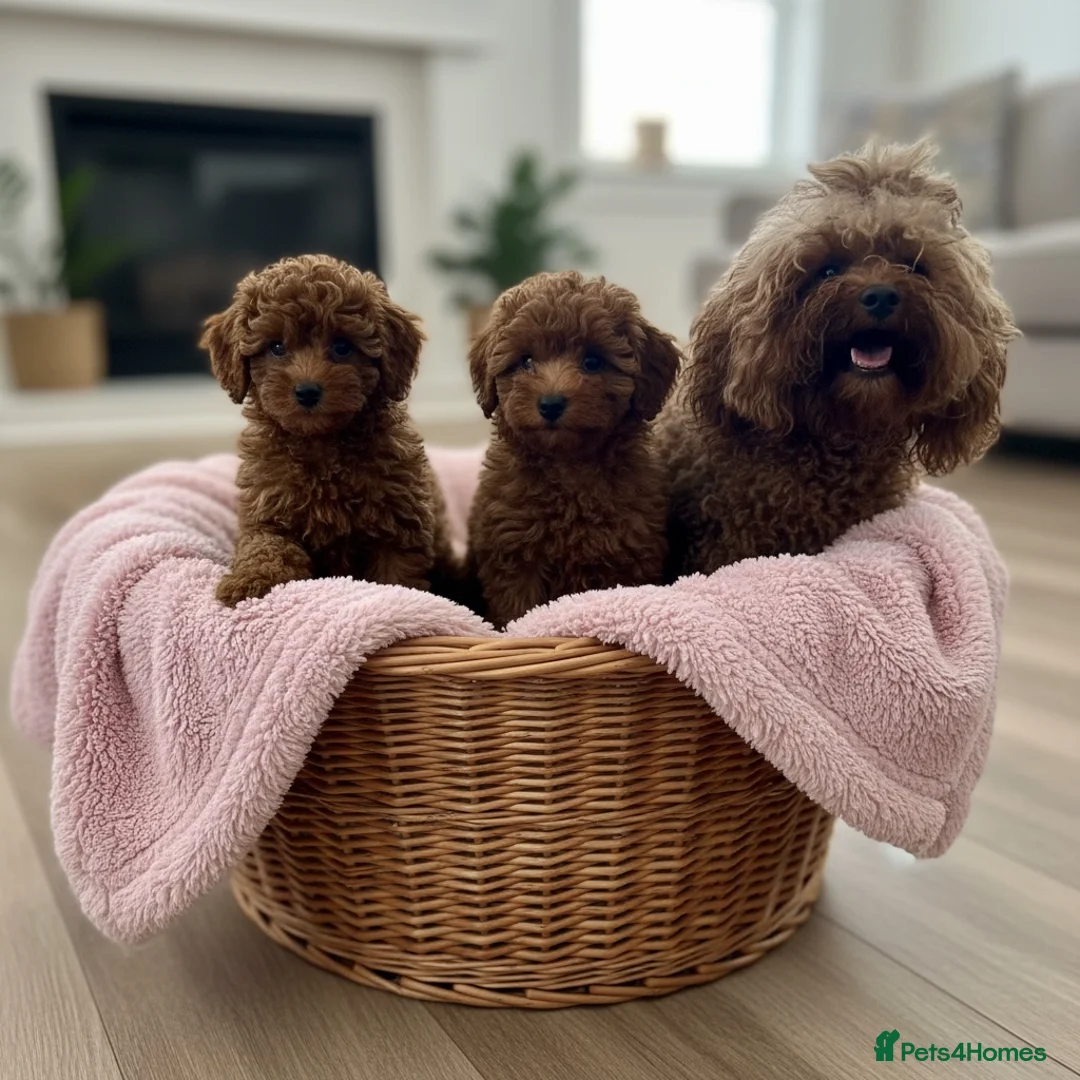 Miniature Poodle dogs for sale: Curly Teddy Bears - Advert 2
