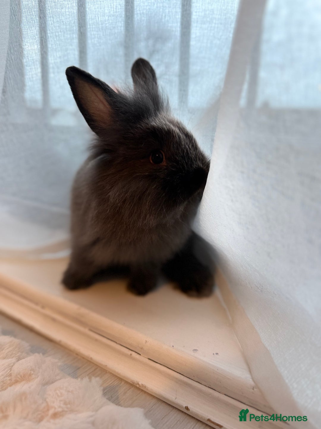 Lionhead rabbits for sale: Lionhead  - Advert 12
