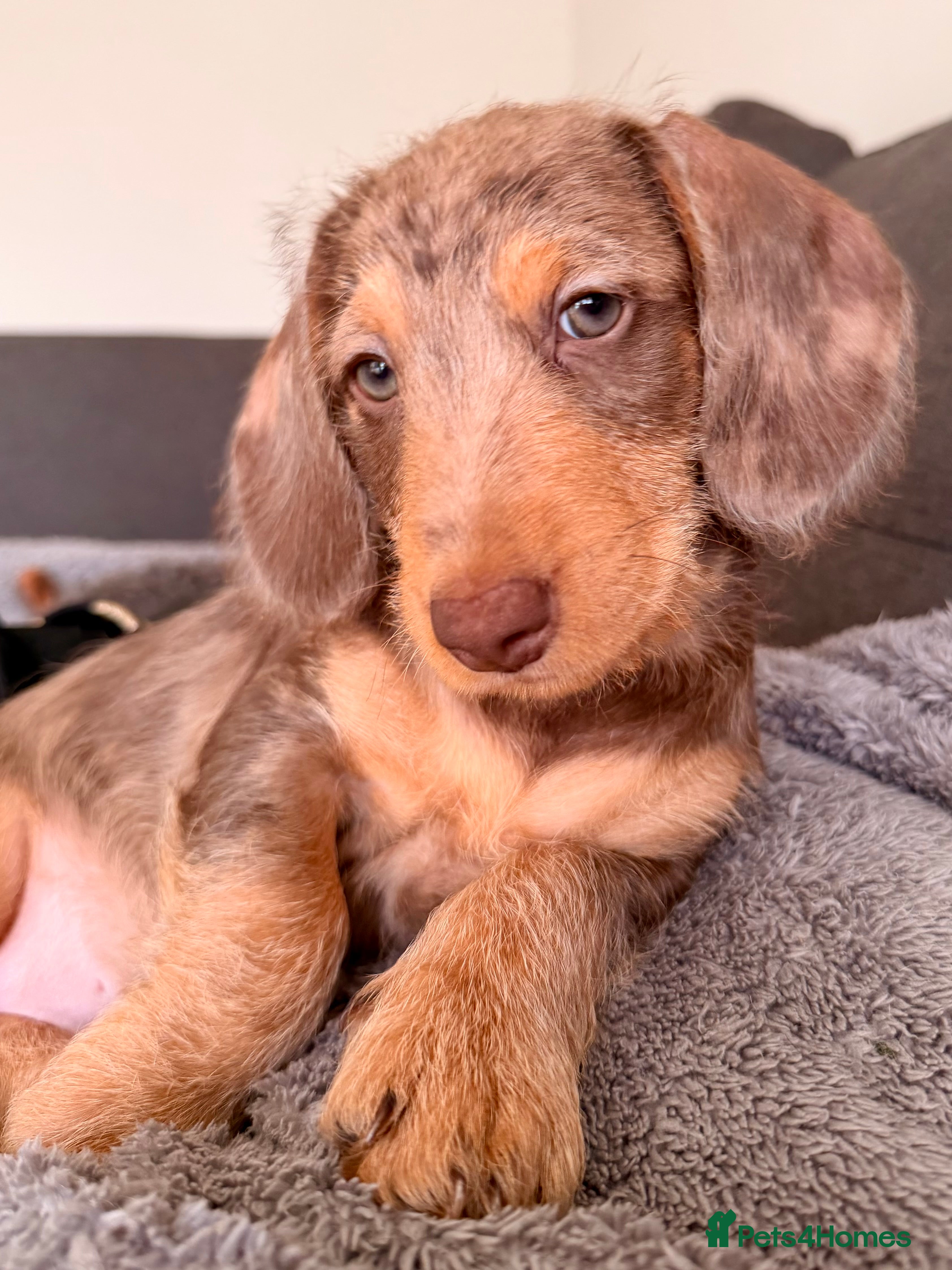 Mixed Breed dogs Mini Dachshund × Dachshund Cockapoo - Advert 18