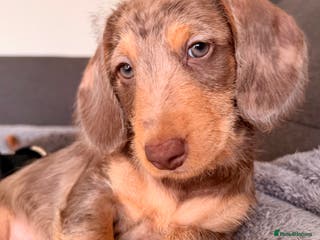 Mixed Breed dogs Mini Dachshund × Dachshund Cockapoo - Advert 18