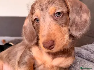 Mixed Breed dogs Mini Dachshund × Dachshund Cockapoo - Advert 8
