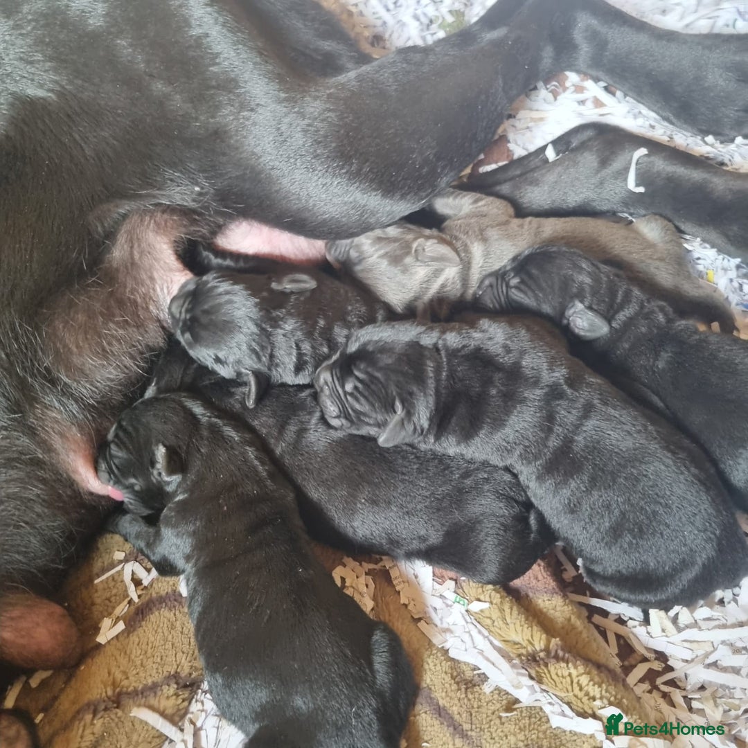 Cane Corso dogs for sale: Cane Corso Puppies - Advert 17