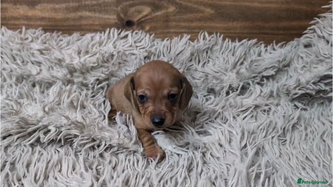 Miniature Dachshund dogs for sale: Mini Dachshund Puppies KC Ready start of March 🐾 - Advert 3