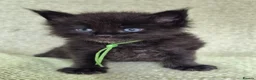 Maine Coon cats for sale: Stunning Black And Blue Smoke Pedigree Maine Coons - Advert 4
