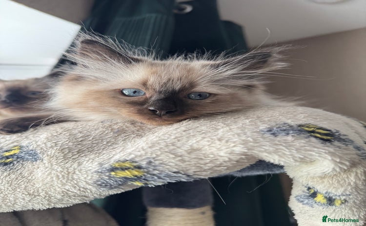 Ragdoll cats - Advert 8