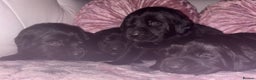 Goldador dogs for sale: Gorgeous Black Goldador Pups - Advert 7