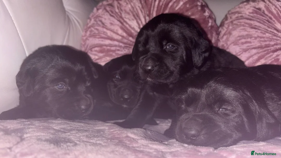 Goldador dogs for sale: Gorgeous Black Goldador Pups - Advert 7