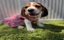 Beagle dogs for sale: Beagle puppies ready for their new home. - Image 2