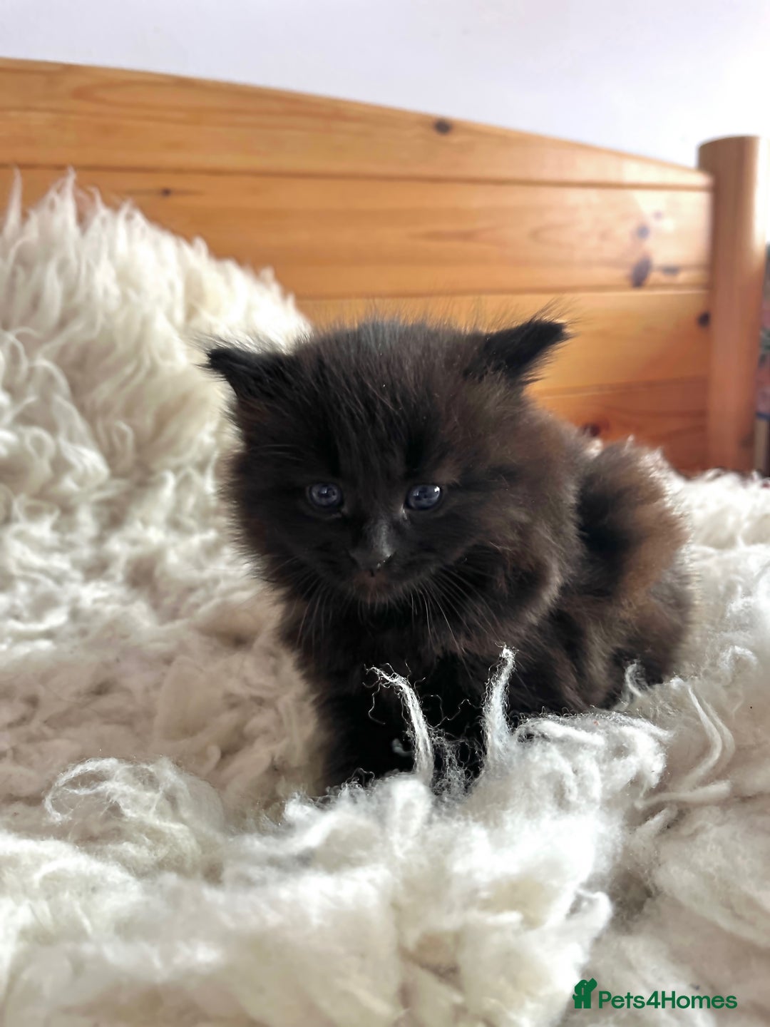 Ragdoll cats for sale: Rag Doll Kittens. - Advert 3