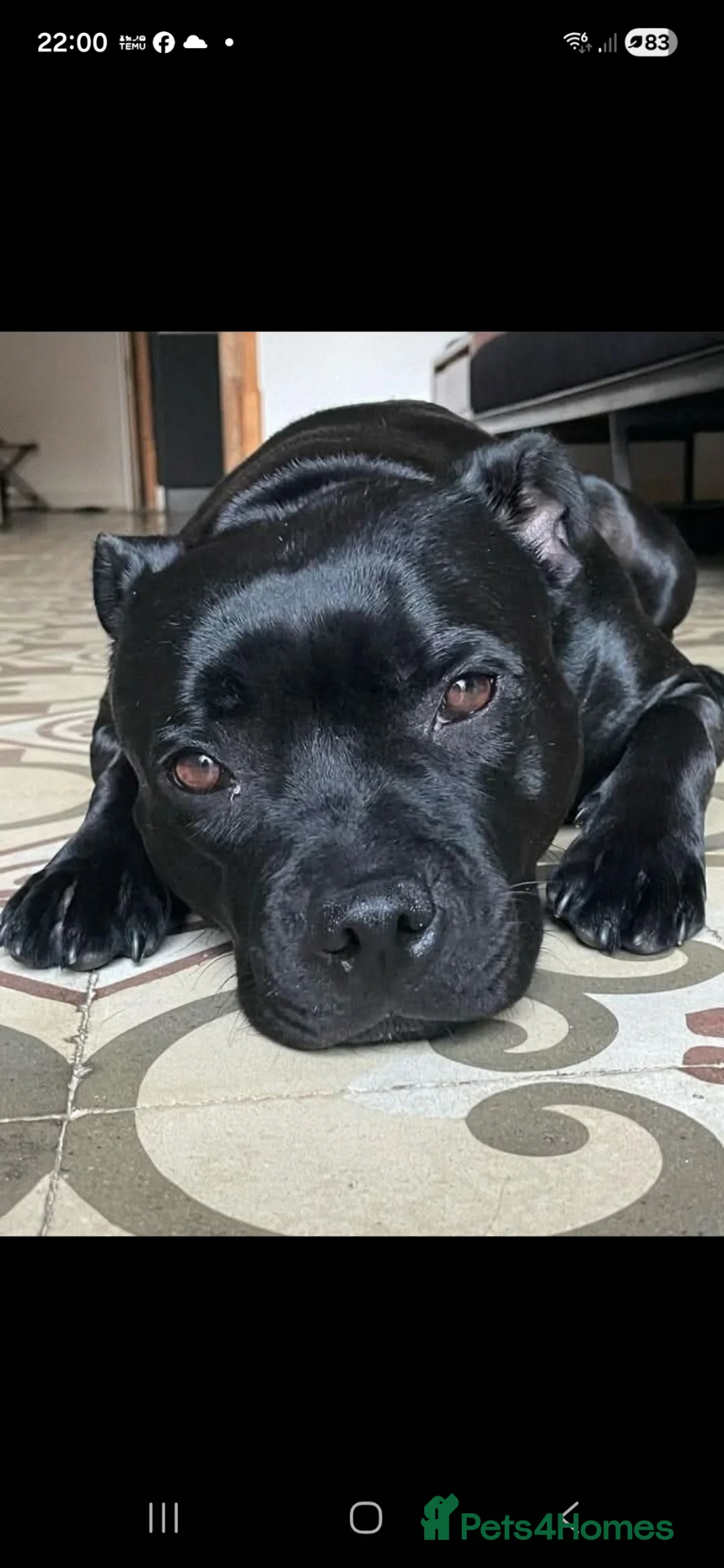 Staffordshire Bull Terrier dogs for sale: Baxter  in Preston - Advert 1