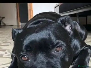 Staffordshire Bull Terrier dogs Baxter - Advert 2