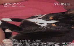 American Shorthair cats for sale: Bella  - Image 1