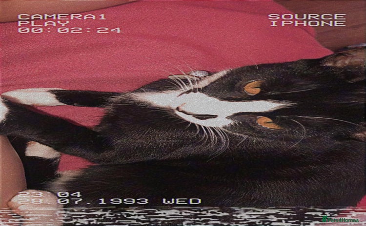 American Shorthair cats - Advert 14