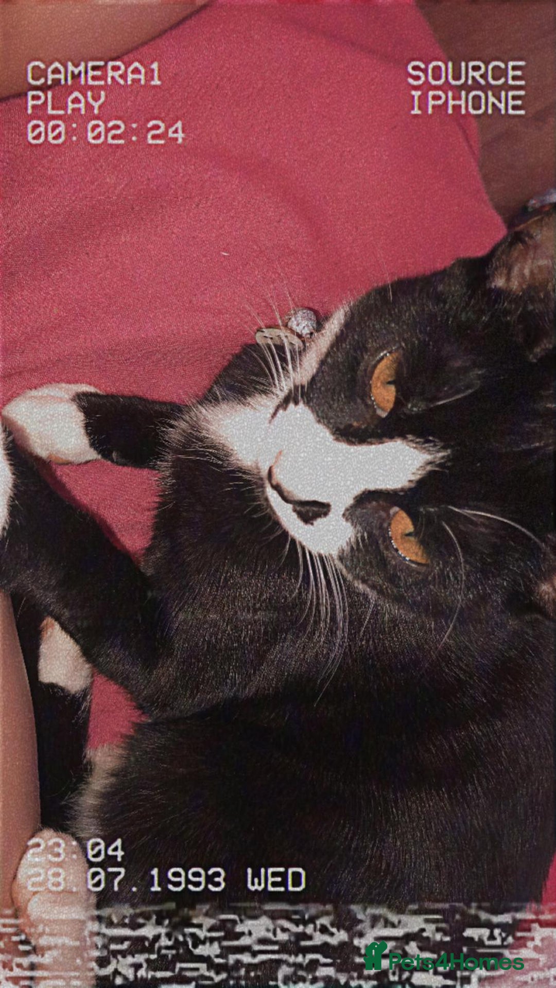 American Shorthair cats for sale: Bella  - Image 1
