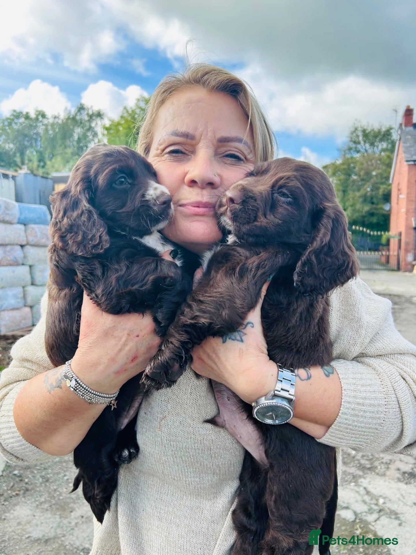 Cocker Spaniel dogs Dumplings 🥟  - Advert 2