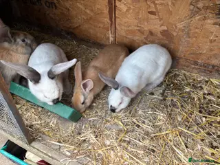Mixed Breed rabbits Boys and girls newzealand rabbits - Advert 20